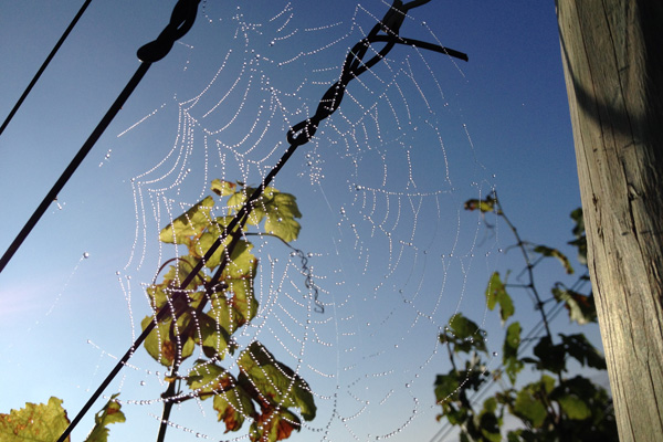 Geschichte fürs Blog: Früh am Morgen im Weinberg